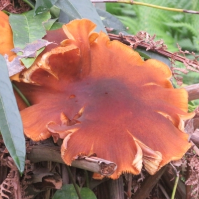 Unidentified Cap on a stem; gills below cap [mushrooms or mushroom-like] at Acton, ACT - 8 Jun 2024 by Christine