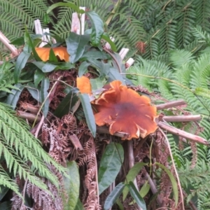 Armillaria luteobubalina at ANBG - 8 Jun 2024