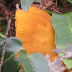 Armillaria luteobubalina at ANBG - 8 Jun 2024