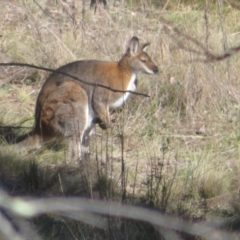 Notamacropus rufogriseus (Red-necked Wallaby) at The Pinnacle - 10 Jun 2024 by Christine
