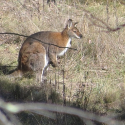 Notamacropus rufogriseus (Red-necked Wallaby) at The Pinnacle - 10 Jun 2024 by Christine