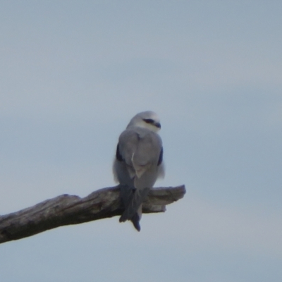 Elanus axillaris (Black-shouldered Kite) at Duffy, ACT - 13 Jun 2024 by Christine