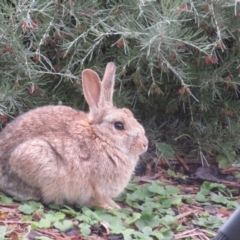 Oryctolagus cuniculus (European Rabbit) at Acton, ACT - 15 Jun 2024 by Christine