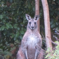 Macropus giganteus (Eastern Grey Kangaroo) at ANBG - 15 Jun 2024 by Christine
