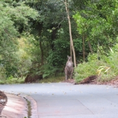 Macropus giganteus at ANBG - 15 Jun 2024