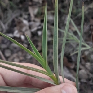 Stypandra glauca at Black Mountain - 10 Jun 2024