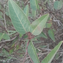 Hardenbergia violacea (False Sarsaparilla) at Black Mountain - 10 Jun 2024 by Venture