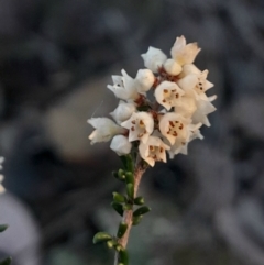 Cryptandra amara (Bitter Cryptandra) at Black Mountain - 10 Jun 2024 by Venture