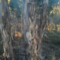 Eucalyptus polyanthemos subsp. polyanthemos (Red Box) at Black Mountain - 10 Jun 2024 by Venture