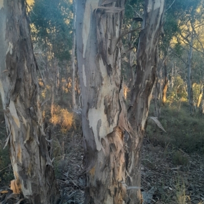Eucalyptus polyanthemos subsp. polyanthemos (Red Box) at Black Mountain - 10 Jun 2024 by Venture