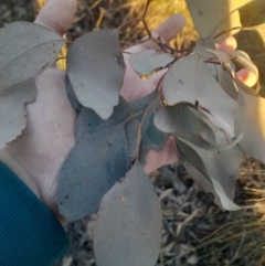 Eucalyptus polyanthemos subsp. polyanthemos at Black Mountain - 10 Jun 2024 04:25 PM