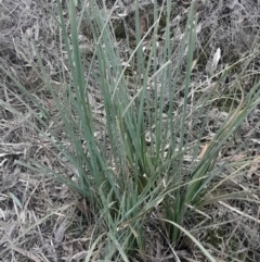 Lomandra longifolia (Spiny-headed Mat-rush, Honey Reed) at Black Mountain - 10 Jun 2024 by Venture