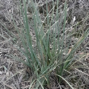 Lomandra longifolia at Black Mountain - 10 Jun 2024