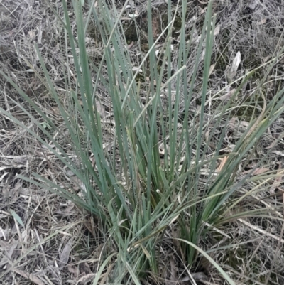 Lomandra longifolia (Spiny-headed Mat-rush, Honey Reed) at Black Mountain - 10 Jun 2024 by Venture