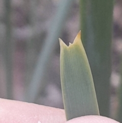 Lomandra longifolia at Black Mountain - 10 Jun 2024 04:16 PM