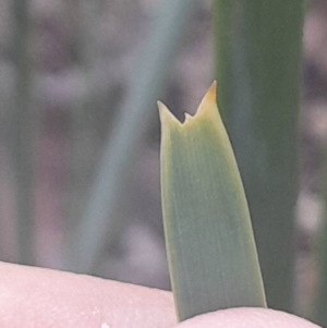 Lomandra longifolia at Black Mountain - 10 Jun 2024 04:16 PM