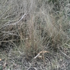 Juncus remotiflorus at Black Mountain - 10 Jun 2024