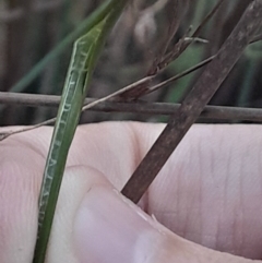 Juncus remotiflorus at Black Mountain - 10 Jun 2024