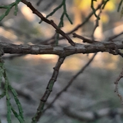 Callitris endlicheri (Black Cypress Pine) at Black Mountain - 10 Jun 2024 by Venture