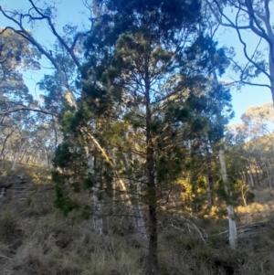 Callitris endlicheri at Black Mountain - 10 Jun 2024