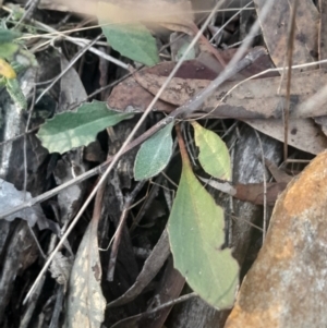 Goodenia hederacea subsp. hederacea at Black Mountain - 10 Jun 2024 03:41 PM