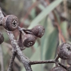 Eucalyptus rossii at Black Mountain - 10 Jun 2024 04:02 PM