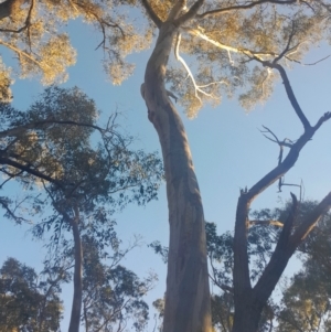 Eucalyptus rossii at Black Mountain - 10 Jun 2024 04:02 PM