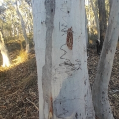 Eucalyptus rossii at Black Mountain - 10 Jun 2024 04:02 PM