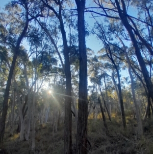 Eucalyptus macrorhyncha subsp. macrorhyncha at Black Mountain - 10 Jun 2024