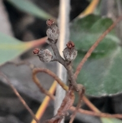 Cassytha pubescens (Devil's Twine) at Black Mountain - 10 Jun 2024 by Venture