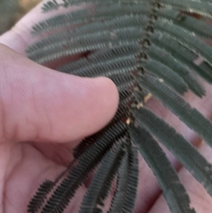 Acacia dealbata subsp. dealbata at Black Mountain - 10 Jun 2024