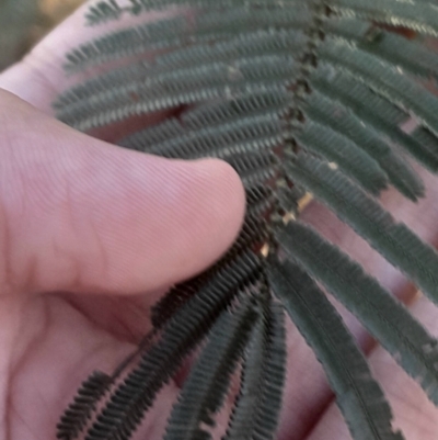 Acacia dealbata subsp. dealbata (Silver Wattle) at Yarralumla, ACT - 10 Jun 2024 by Venture