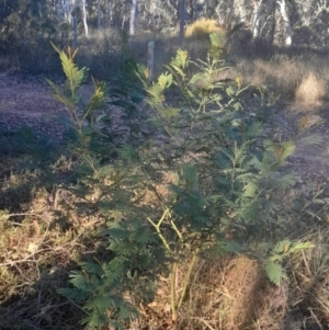 Acacia dealbata subsp. dealbata at Black Mountain - 10 Jun 2024 03:38 PM