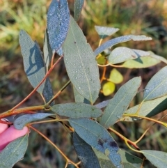 Eucalyptus melliodora (Yellow Box) at Mount Majura - 16 Jun 2024 by EcolCara37