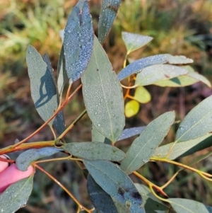 Eucalyptus melliodora at Mount Majura - 16 Jun 2024