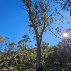 Eucalyptus melliodora at Mount Majura - 16 Jun 2024