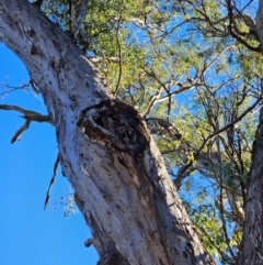 Eucalyptus melliodora at Mount Majura - 16 Jun 2024