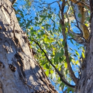 Eucalyptus melliodora at Mount Majura - 16 Jun 2024