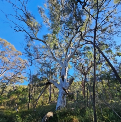 Eucalyptus mannifera subsp. mannifera (Brittle Gum) at Mount Majura - 15 Jun 2024 by EcolCara37