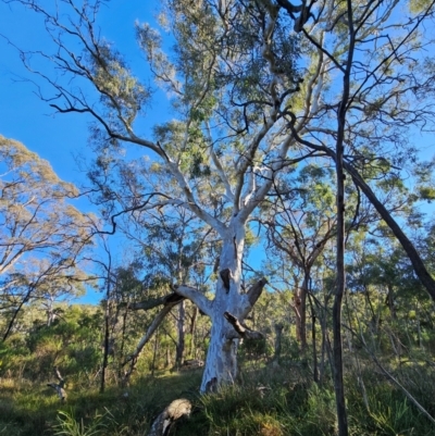 Eucalyptus mannifera subsp. mannifera (Brittle Gum) at Mount Majura - 16 Jun 2024 by EcolCara37