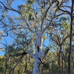 Eucalyptus mannifera subsp. mannifera at Mount Majura - 16 Jun 2024 09:51 AM