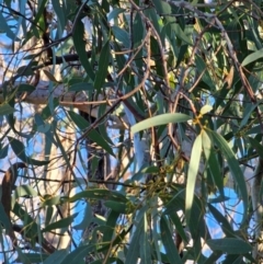 Eucalyptus mannifera subsp. mannifera at Mount Majura - 16 Jun 2024