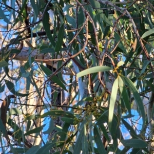 Eucalyptus mannifera subsp. mannifera at Mount Majura - 16 Jun 2024 09:51 AM