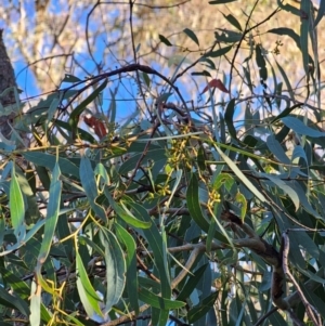 Eucalyptus mannifera subsp. mannifera at Mount Majura - 16 Jun 2024