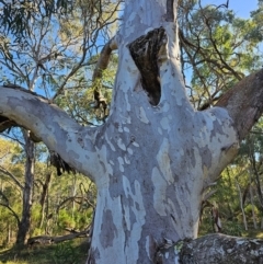 Eucalyptus mannifera subsp. mannifera at Mount Majura - 16 Jun 2024