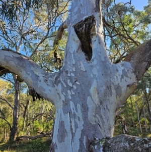 Eucalyptus mannifera subsp. mannifera at Mount Majura - 16 Jun 2024 09:51 AM