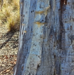 Eucalyptus rossii (Inland Scribbly Gum) at Mount Majura - 15 Jun 2024 by EcolCara37