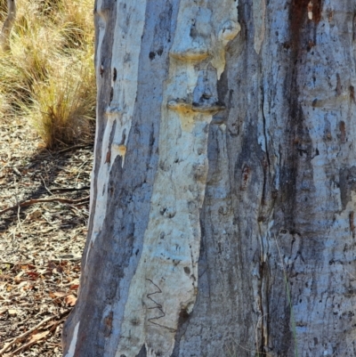 Eucalyptus rossii (Inland Scribbly Gum) at Mount Majura - 15 Jun 2024 by EcolCara37