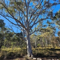 Eucalyptus rossii at Mount Majura - 16 Jun 2024