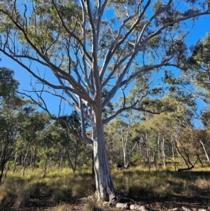 Eucalyptus rossii at Mount Majura - 16 Jun 2024 09:44 AM